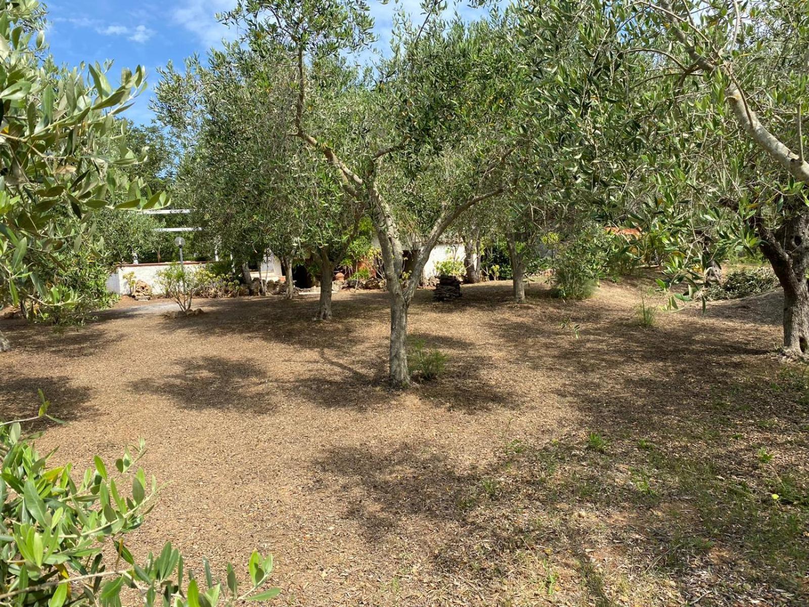 Domo Angheleda - Alghero Casa Indipendente Vicino Al Mare Buitenkant foto